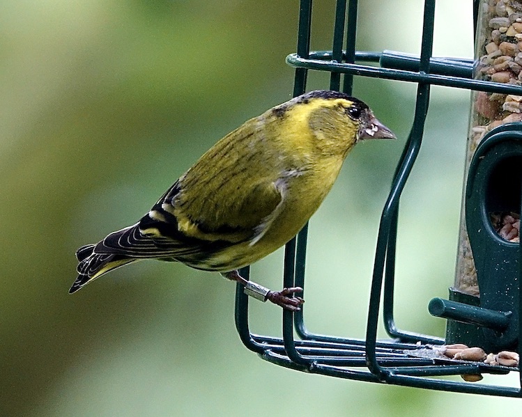 siskin